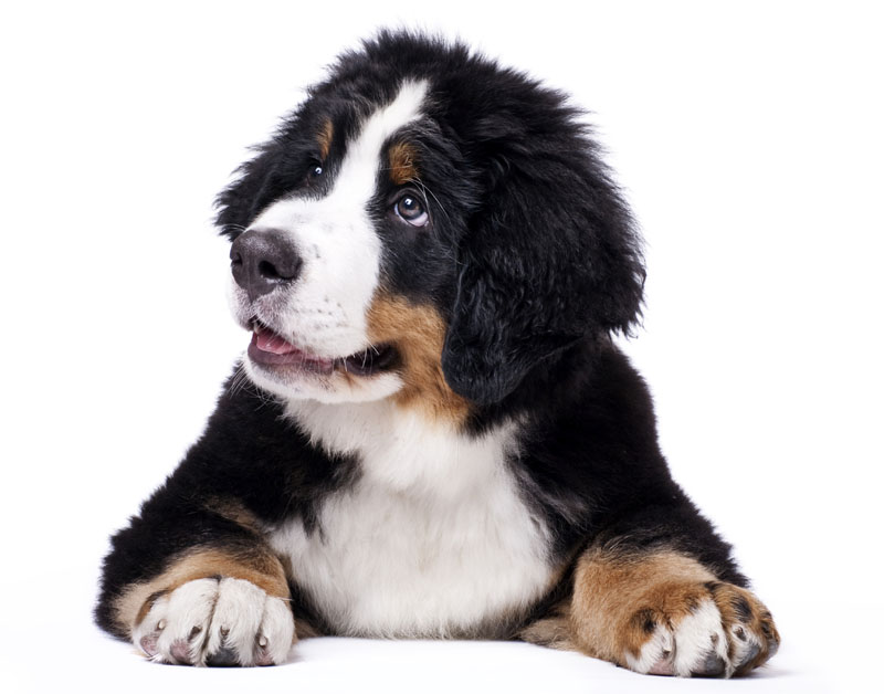 hond_schattig800.jpg hond_schattig800.jpg