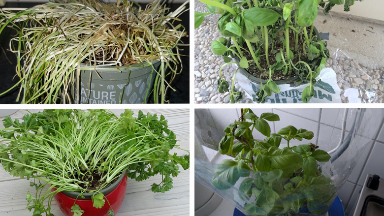 kruidenplantjes-groenevingers-780.jpg kruidenplantjes-groenevingers-780.jpg