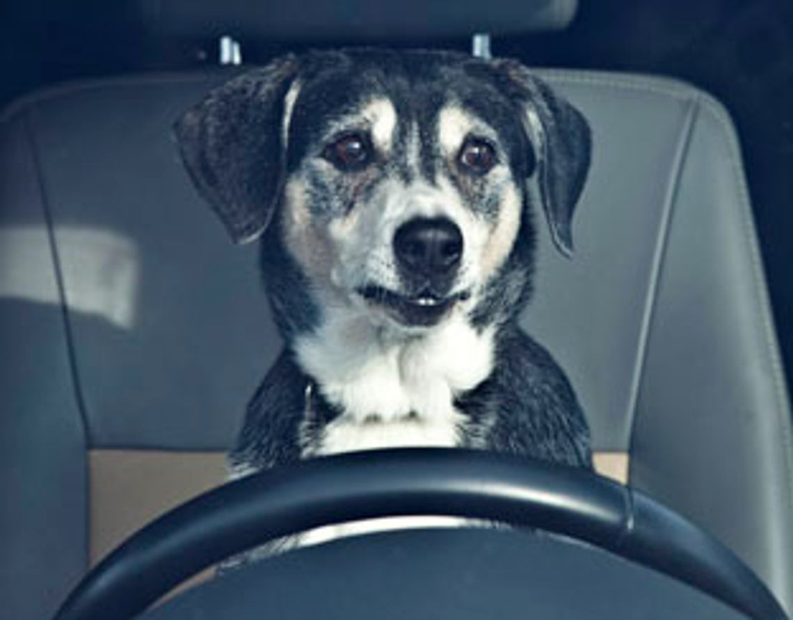 Boete voor hond zonder autogordel en enkelbanden voor pasgeboren baby’s Radar het