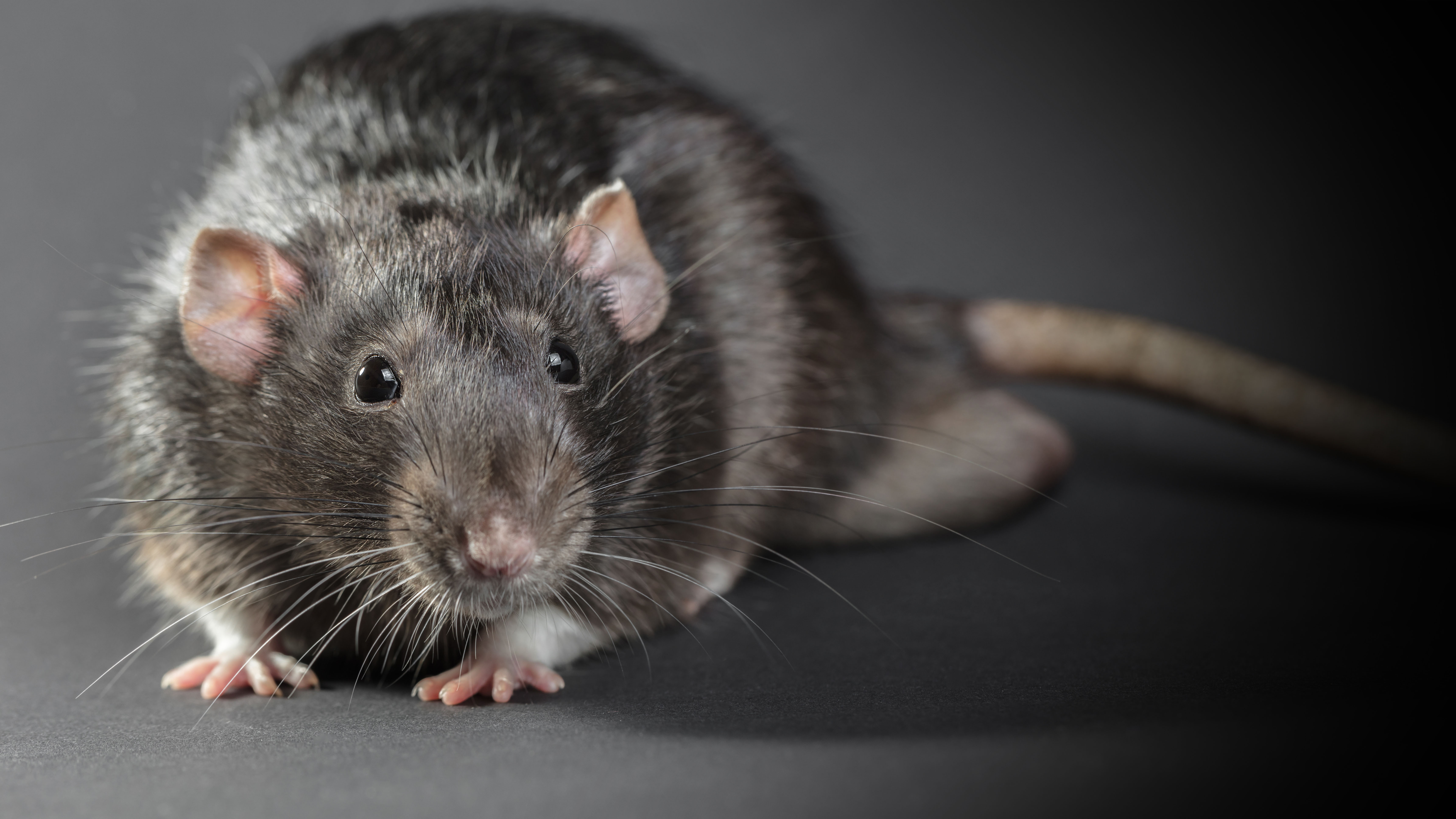 ratten-chemisch-bestrijding-30092019.jpg ratten-chemisch-bestrijding-30092019.jpg
