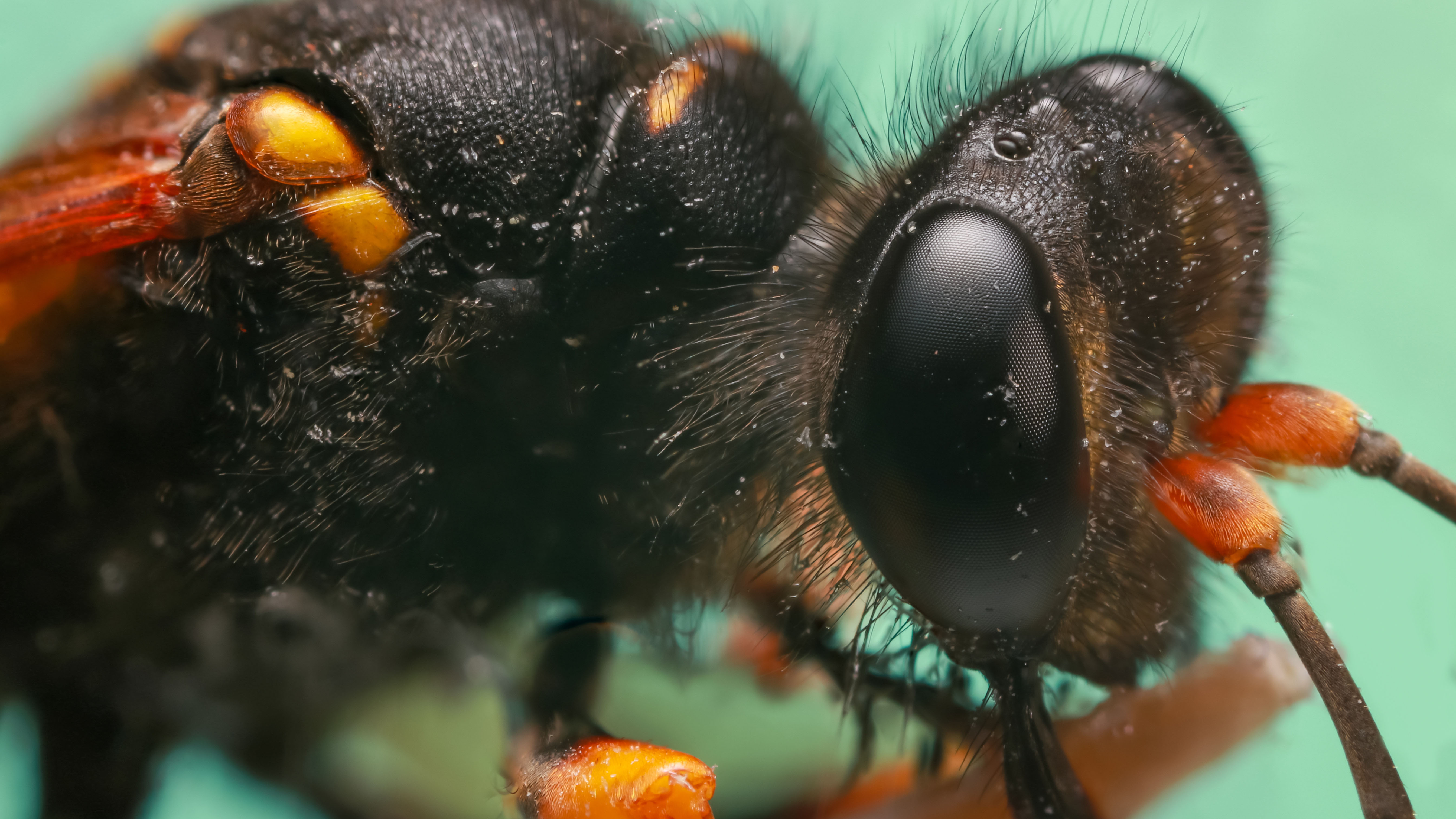 aziatische hornaar .jpg