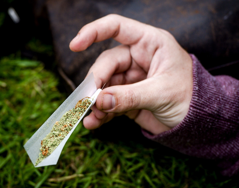 cannabis800.jpg cannabis800.jpg