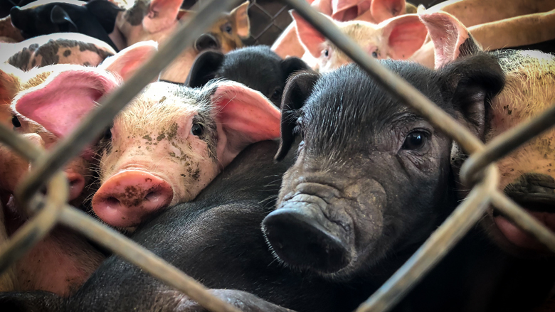 varkens-kooi-banken-eerlijke-bankwijzer-spaargeld-780.jpg varkens-kooi-banken-eerlijke-bankwijzer-spaargeld-780.jpg