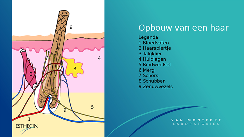 0000000haartekening esthecin van montfort.png 0000000haartekening esthecin van montfort.png