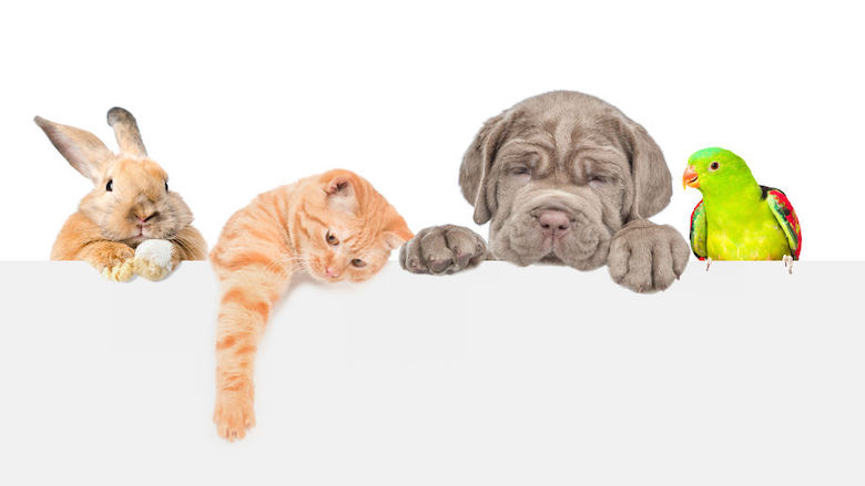 05042021 huisdieren.jpg