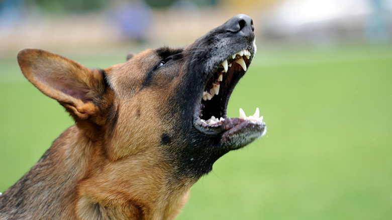 blaffendehond_780_2608.jpg blaffendehond_780_2608.jpg