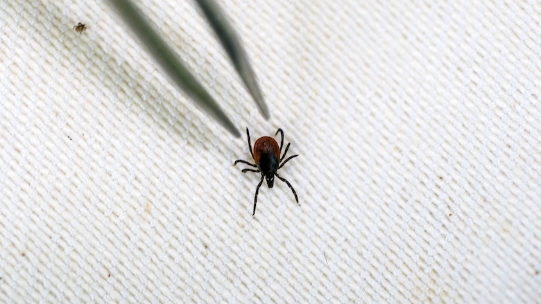 teken-lyme-lymeziekte-tekenbeetANP-414876692.jpg teken-lyme-lymeziekte-tekenbeetANP-414876692.jpg