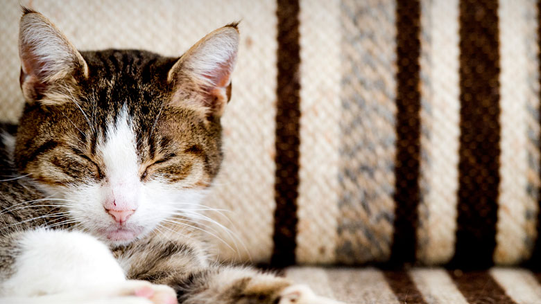 kattenchip-07022018.jpg kattenchip-07022018.jpg