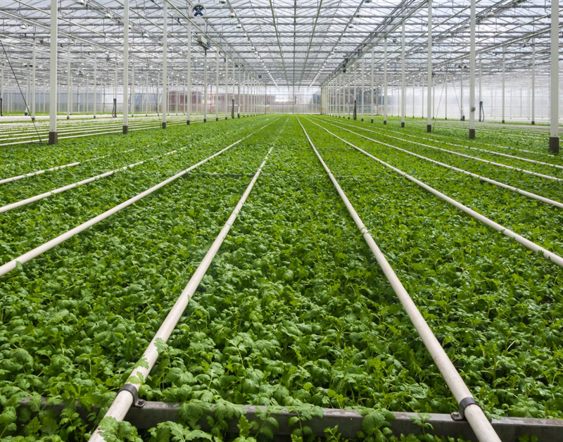 tuinbouw.jpg tuinbouw.jpg