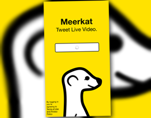meerkat_312.jpg