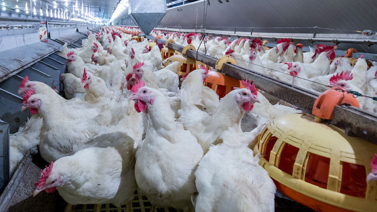 07072020 veehouderij.jpg