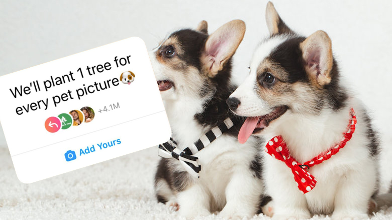 12112021 huisdieren final.jpg