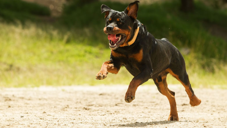honden-gevaarlijk01062017.jpg honden-gevaarlijk01062017.jpg
