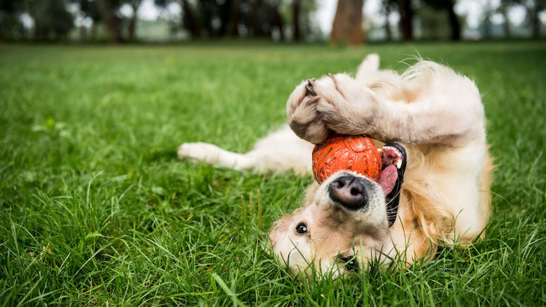 201009 hondenspeeltje.jpg