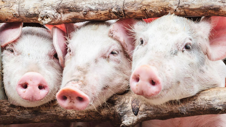 nvwa-controleert-dierenwelzijn-25-07-2019.jpg nvwa-controleert-dierenwelzijn-25-07-2019.jpg