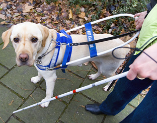 blindegeleidehond-anp312.jpg