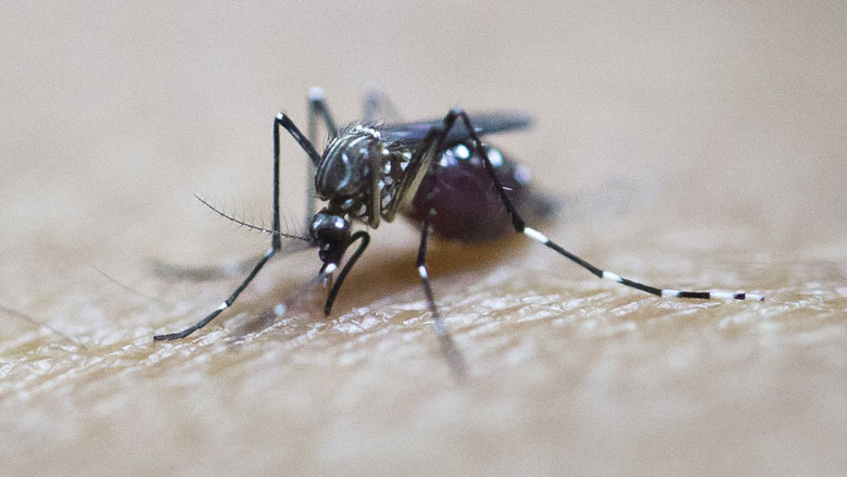 zikavirus0608.jpg zikavirus0608.jpg