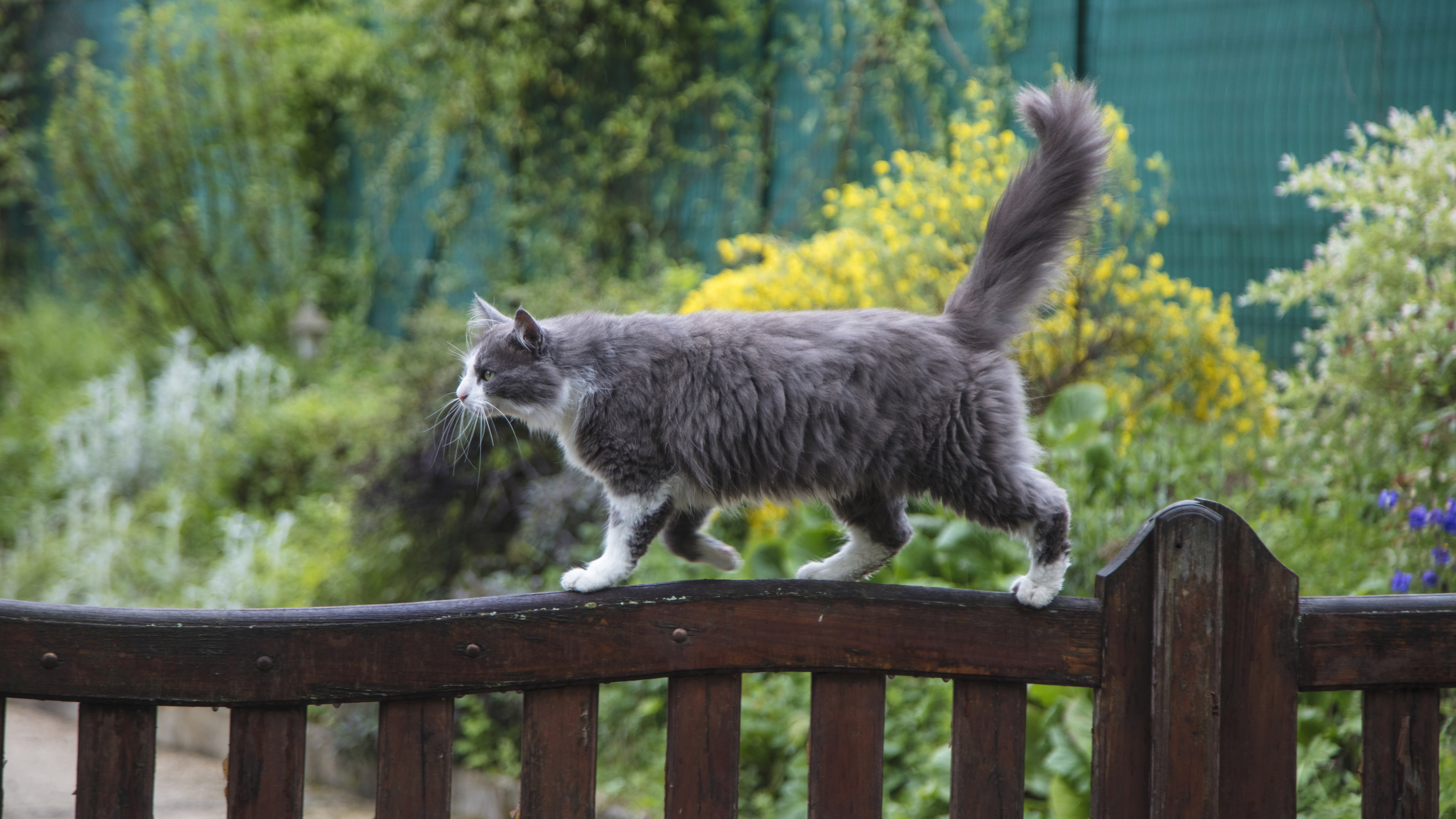 Kat in Tuin Kat in Tuin