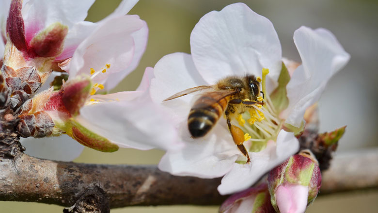 bijen-pesticiden-170630.jpg bijen-pesticiden-170630.jpg