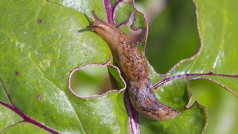 0023062023 Deroceras Reticulatum gevlekte.jpg 0023062023 Deroceras Reticulatum gevlekte.jpg