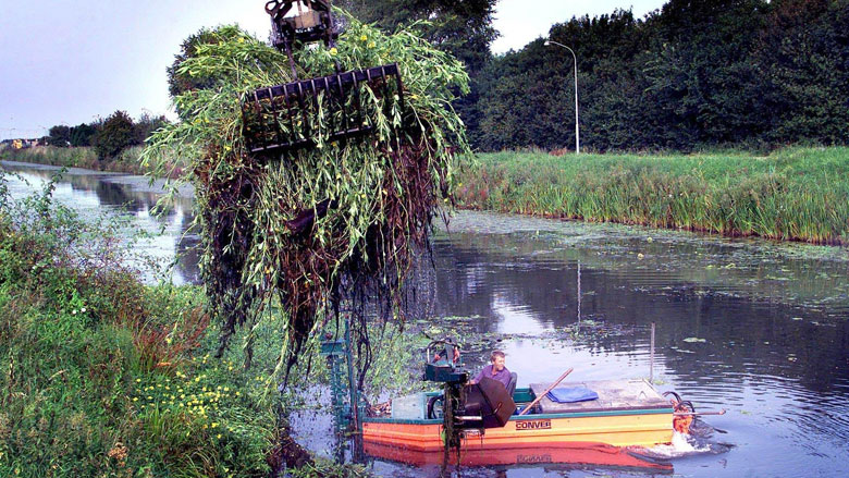 aggressieve-waterplant.jpg aggressieve-waterplant.jpg