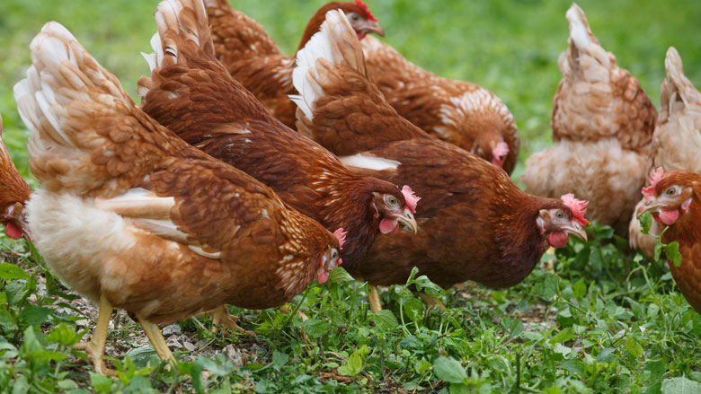dierenorganisaties-willen-spoeddbat-over-doden-kippen.jpg dierenorganisaties-willen-spoeddbat-over-doden-kippen.jpg