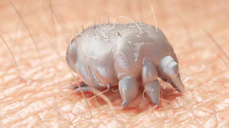 29112021 schurftmijt.jpg