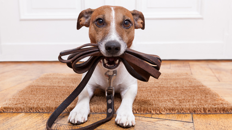 hond-20190730.jpg hond-20190730.jpg