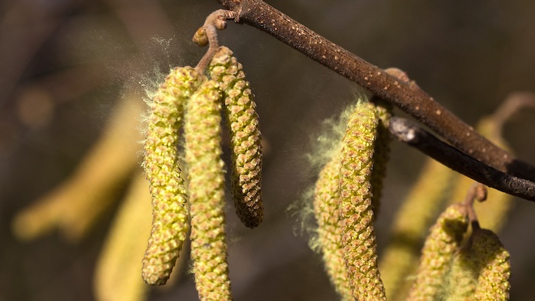 pollen-4845841_1920.jpg pollen-4845841_1920.jpg