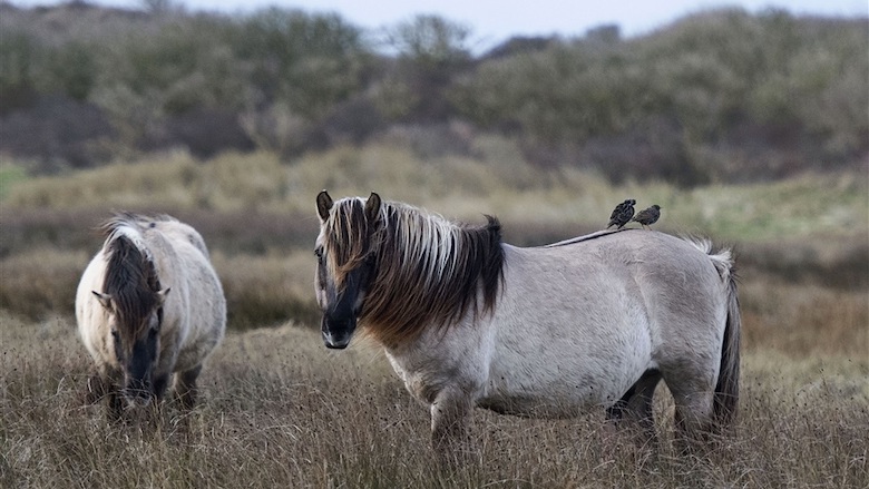 29102020 Paardenvlees Oostvaardersplassen.jpg 29102020 Paardenvlees Oostvaardersplassen.jpg