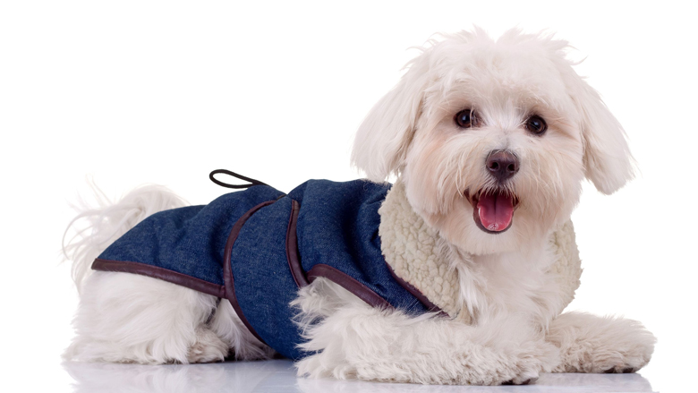 780x439_hond_08042017.jpg 780x439_hond_08042017.jpg
